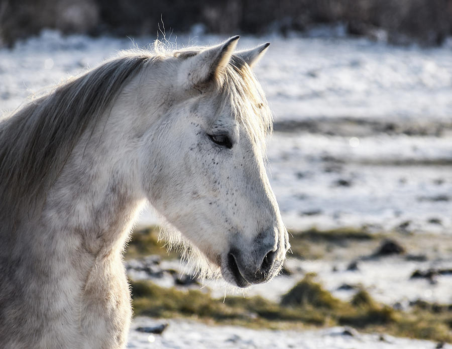 Winter Thoughts Photograph by Listen To Your Horse