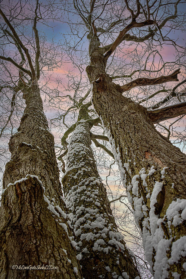 Winter Three Trees Reach for the Sky Photograph by LeeAnn McLaneGoetz McLaneGoetzStudioLLCcom