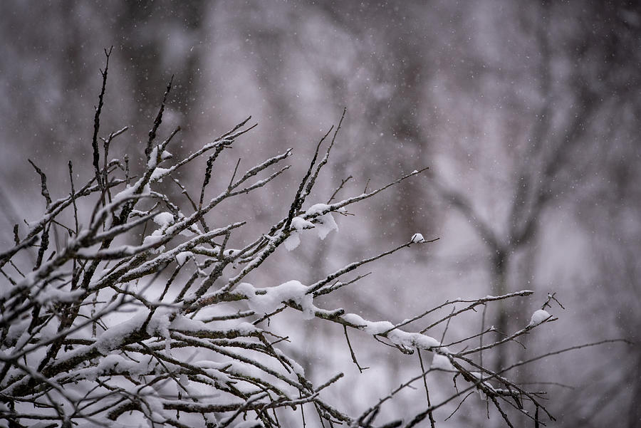 Winter Through the Branches Photograph by Evan Foster