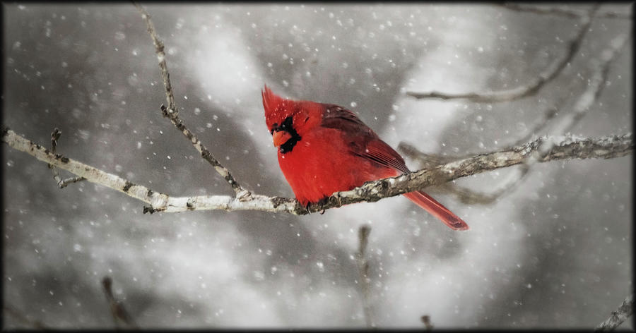 Winter Time Cardinal Photograph by Elaine Malott