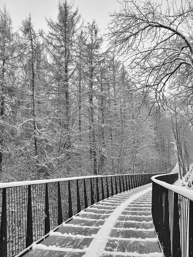 Winter Trail Photograph by Alex Mir