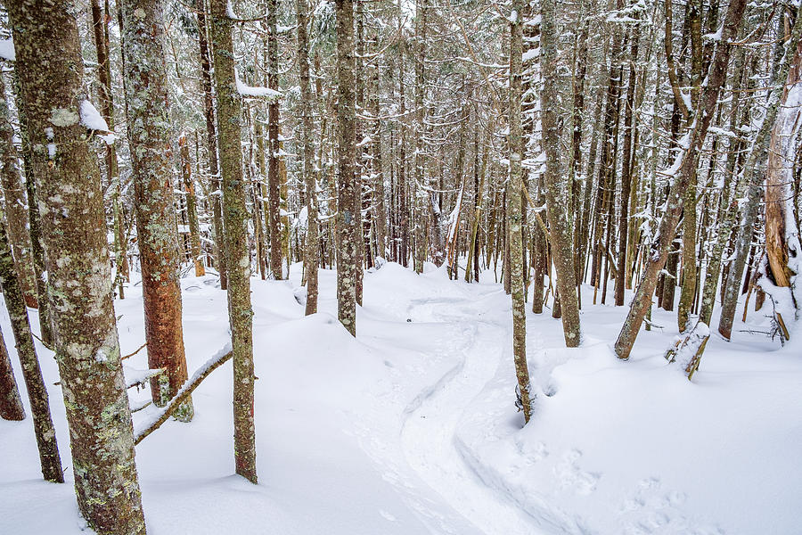 Winter Trail Photograph by Jeff Sinon