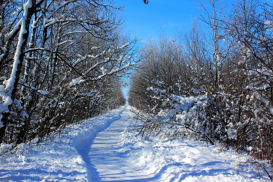 Winter Photograph - Winter Trail by Larry Trupp