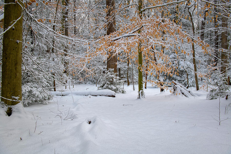 Winter trail through the snow Photograph by Dan Friend