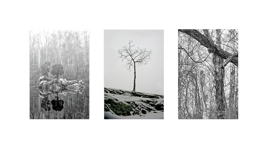 Winter Trail Triptych Photograph
