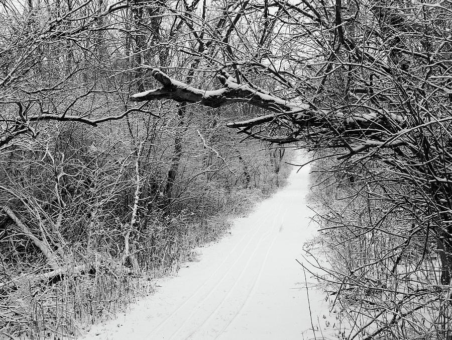 Winter Trails Photograph