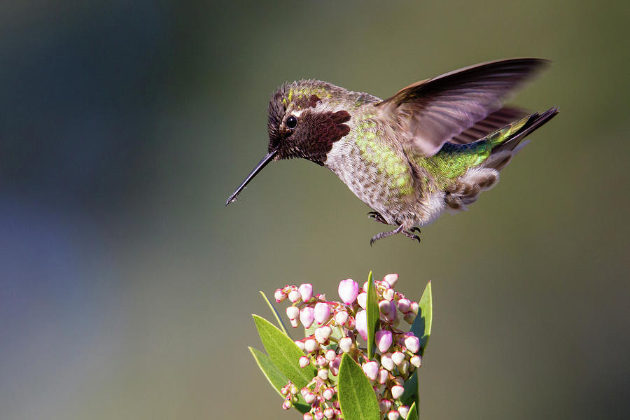 Winter Treasure - Annas Hummingbird Photograph by Belen Bilgic Schneider