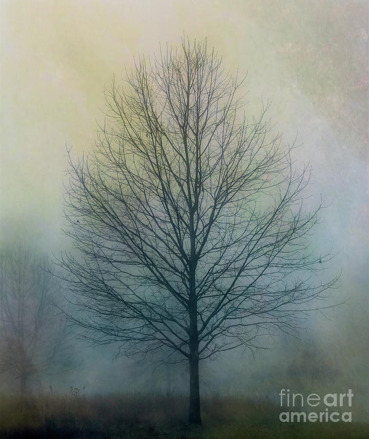 Winter Tree 1 Photograph by Kerri Farley