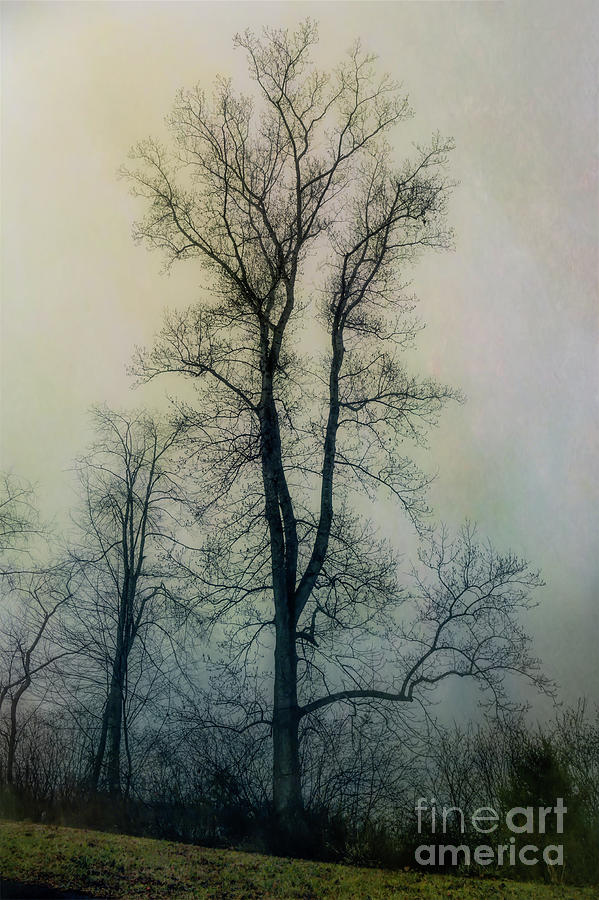 Winter Tree 2 Photograph by Kerri Farley