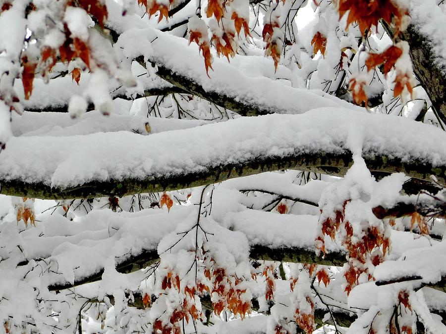 Winter Photograph - Winter Tree - 2022 by Arlane Crump