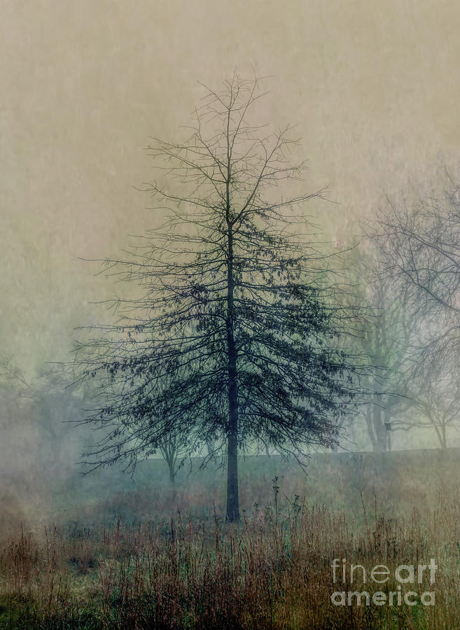 Winter Tree 6  Photograph by Kerri Farley