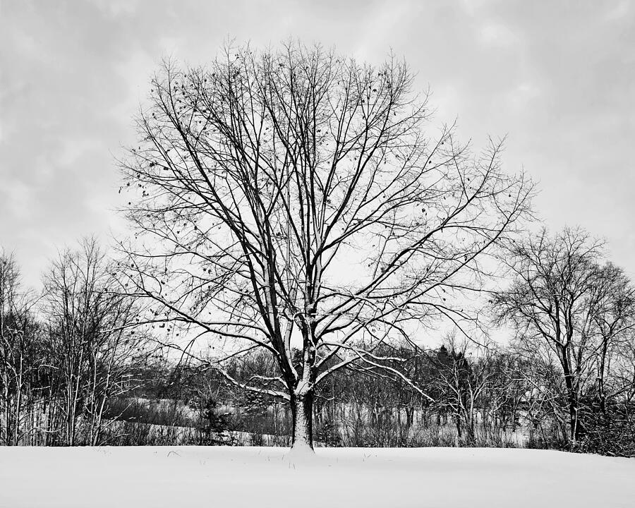Winter Tree - After the Storm Photograph by Nikolyn McDonald