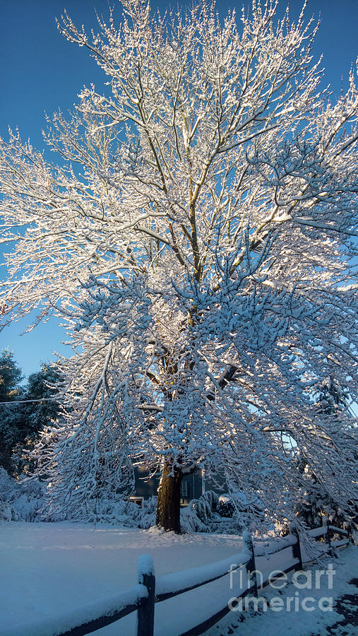Winter tree Photograph by Agnes Caruso