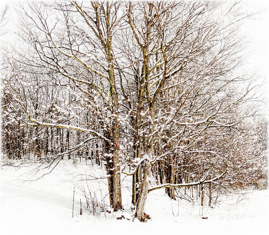 Winter Tree Photograph by Ali Bailey Winter Tree Photograph by Ali Bailey