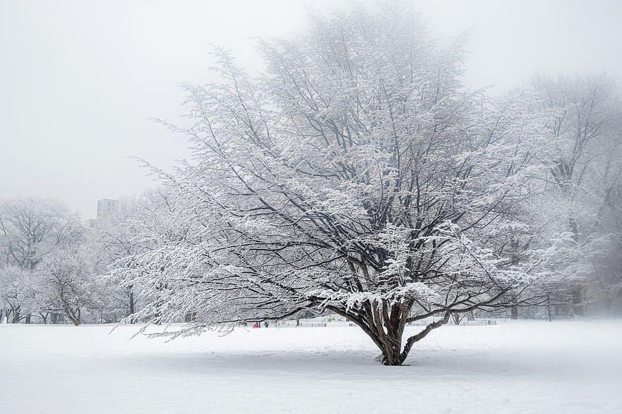 Winter Tree Photograph by Ana Luiza Cortez