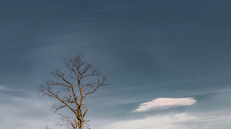 Nature Photograph - Winter Tree and White Cloud by David Beard