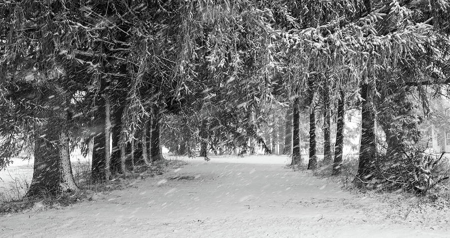 Winter Tree Avenue Photograph by Brooke Bowdren