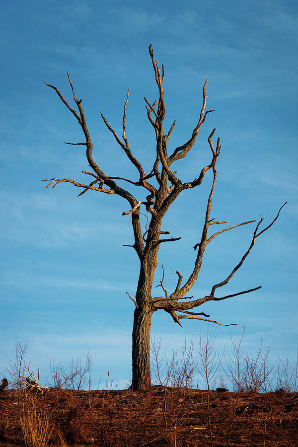 Winter Tree Blue Skies Photograph by Jason Fink