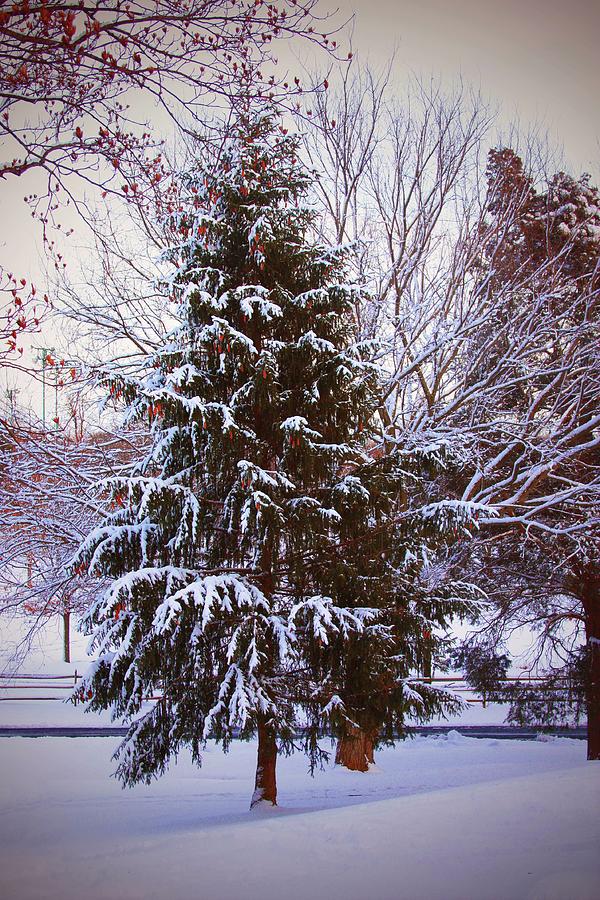 Winter Photograph - Winter Tree by Carolyn Stagger Cokley