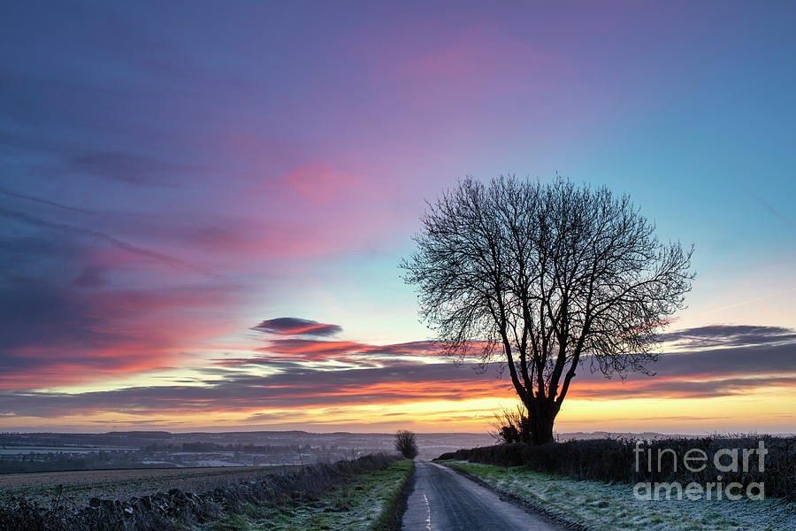 Winter Tree Dawn Photograph by Tim Gainey