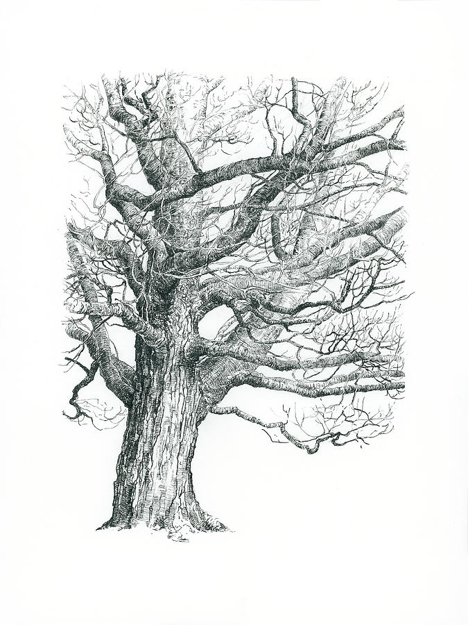 Tall Trees Drawings for Sale - Fine Art America
