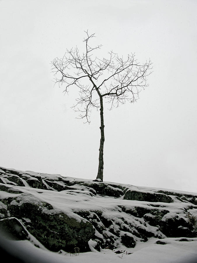 Winter Photograph - Winter Tree by Francis Sullivan