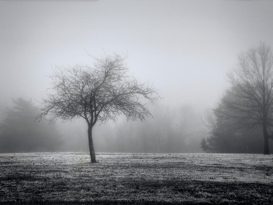 Winter Photograph - Winter Tree In Fog Black and White Photograph  by Ann Powell