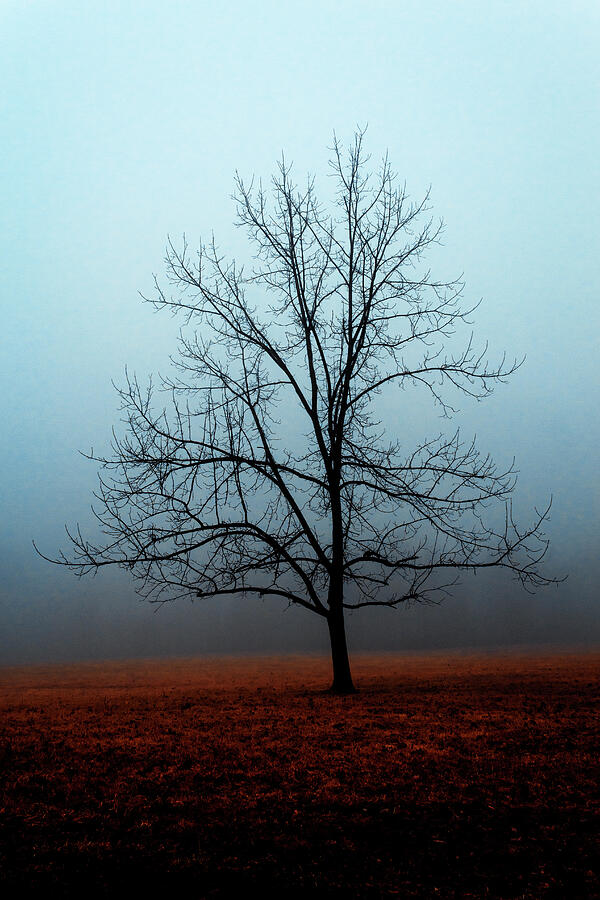 Tree Photograph - Winter Tree in The Fog by Denise Harty