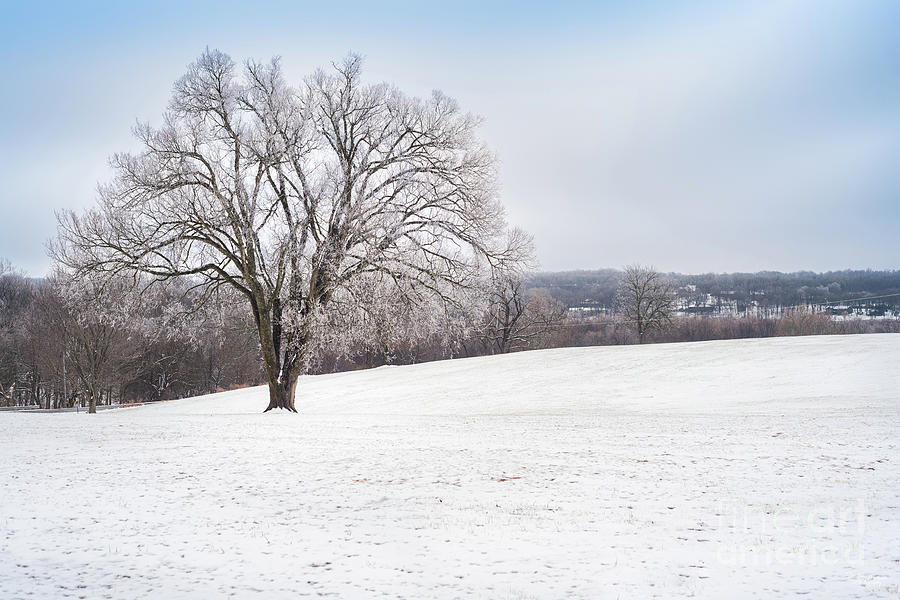 Winter Tree Photograph by Jennifer White