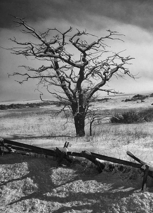 Lone Winter Tree Photograph by Jerry Abbott