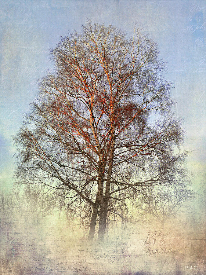 Winter Tree Photograph by Jutta Maria Pusl