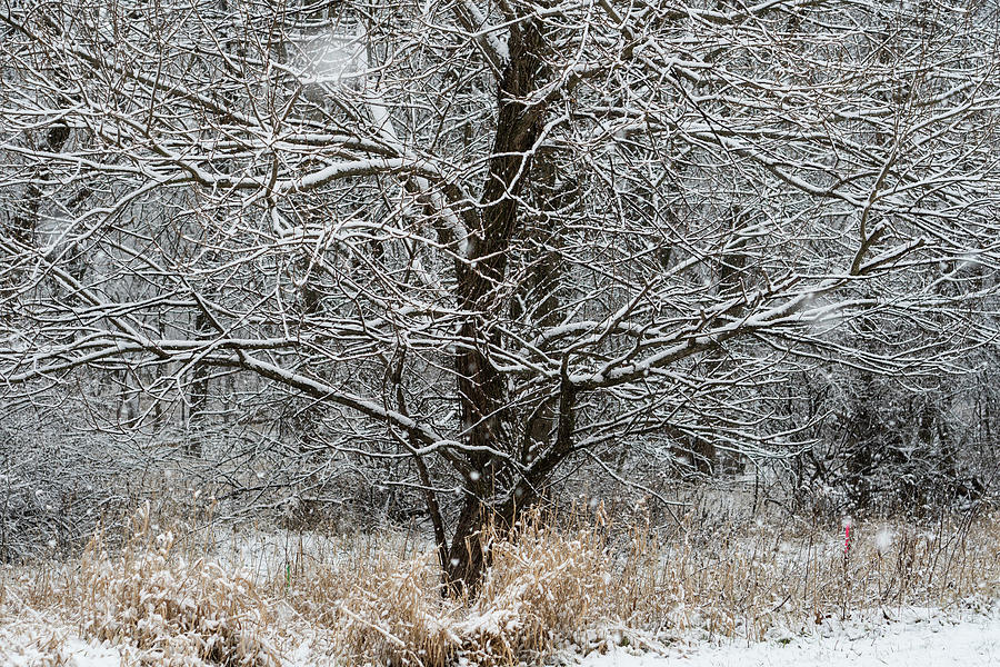 Winter Tree Photograph by Kimberly Mackowski