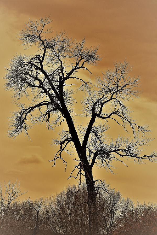 Winter Tree Photograph by Len Bomba