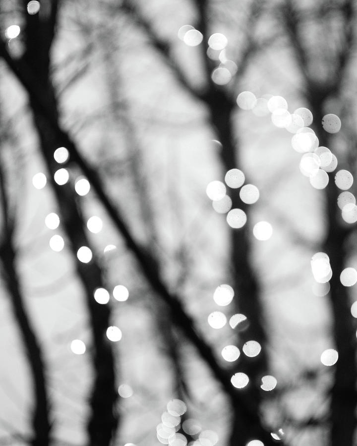 Winter Tree Lights One Photograph by Lupen Grainne Winter Tree Lights One Photograph by Lupen Grainne