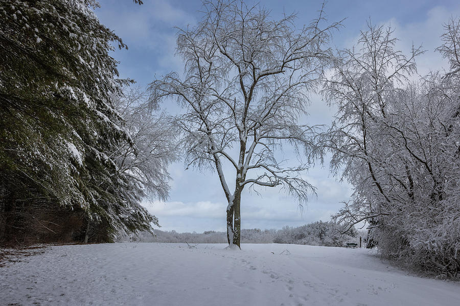 Winter Tree Of Life Photograph