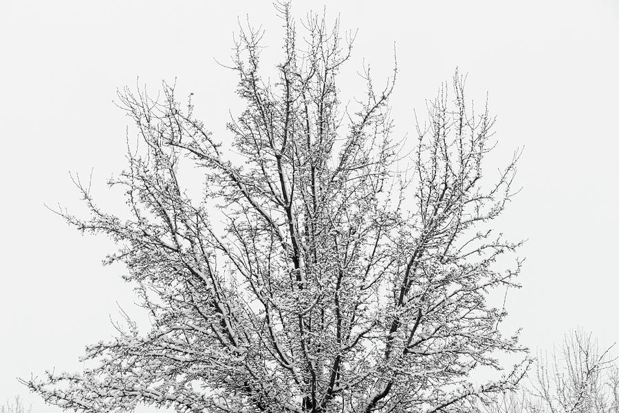 Winter tree Photograph by Ron Roberts