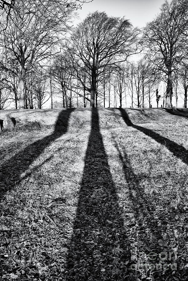 Winter Tree Shadows Monochrome Photograph by Tim Gainey