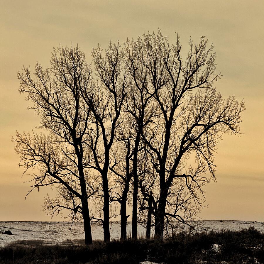 Tree Photograph - Winter Tree Silhouette  - Rocklyn by Jerry Abbott