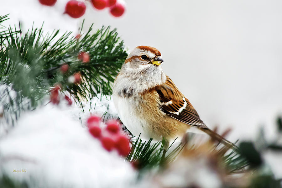 Winter Tree Sparrow Photograph by Christina Rollo