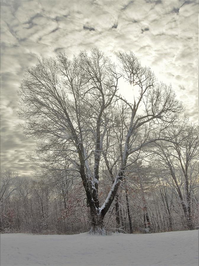 - Winter Tree - Stratham Hill Park - Stratham NH Photograph by THERESA Nye