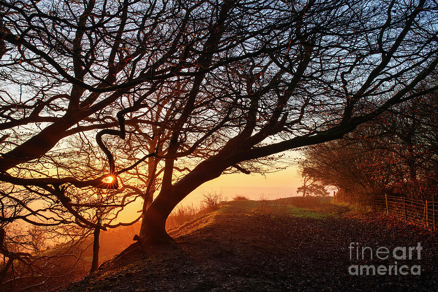 Winter Tree Sunrise on Martinsell Hill in Wiltshire Photograph by Tim Gainey