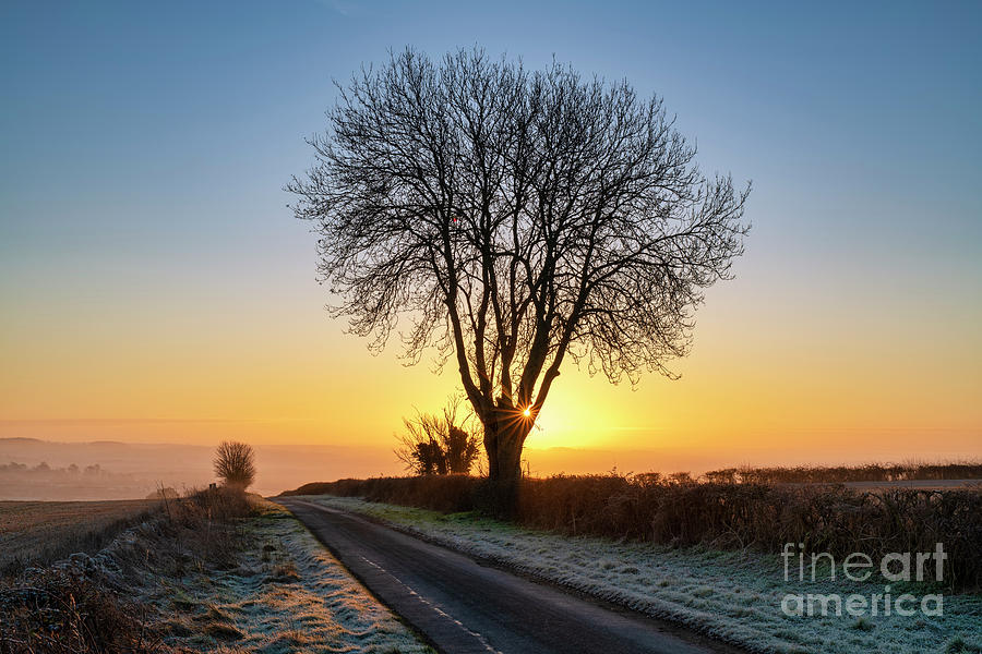 Winter Tree Sunrise Photograph by Tim Gainey
