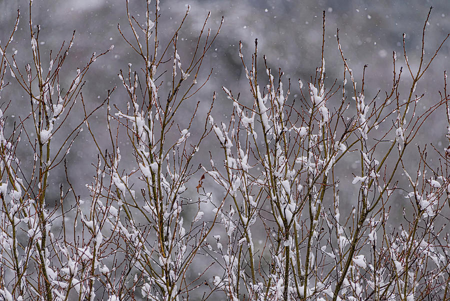 Winter Tree Tops Photograph