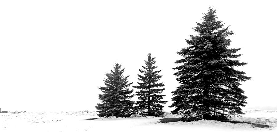 Winter Tree Trio Photograph by Ira Marcus