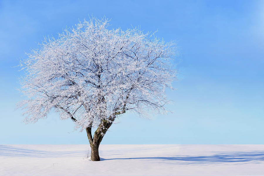 Winter Tree with Hoar Frost Photograph by Nikolyn McDonald