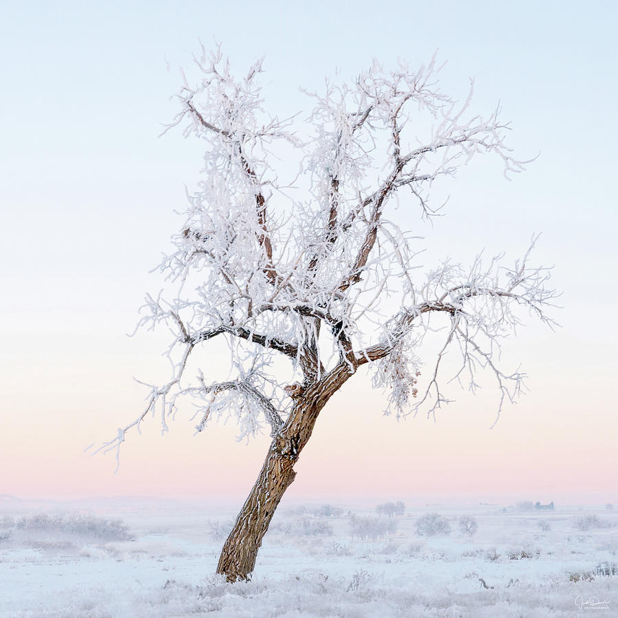 Winter Tree With Hoarfrost Photograph