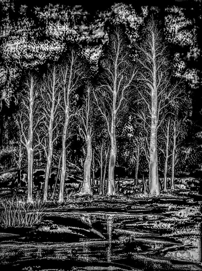 Black And White Mixed Media - Winter Trees 1 Abstract BW  by Linda Brody