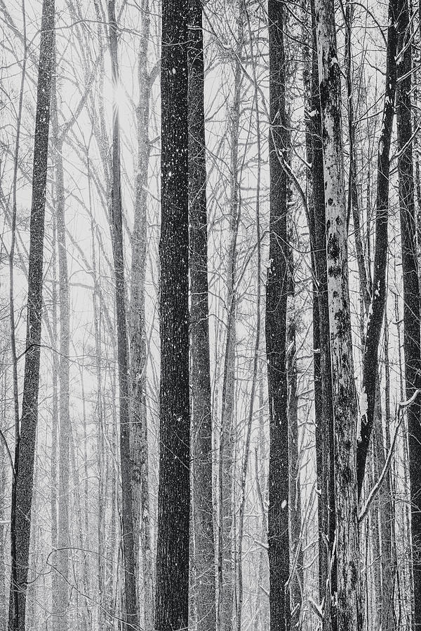 Winter Trees 2 Photograph by Bob Orsillo