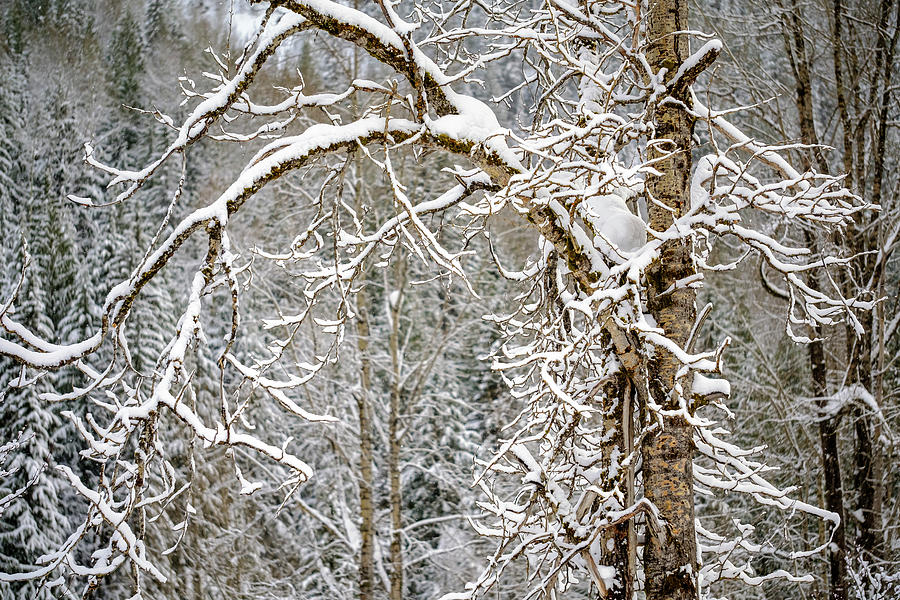 Winter Trees 2 Photograph by Ursula Abresch