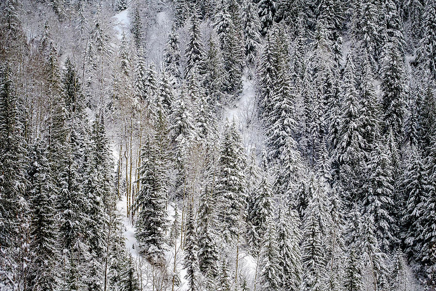 Winter Trees 4 Photograph by Ursula Abresch